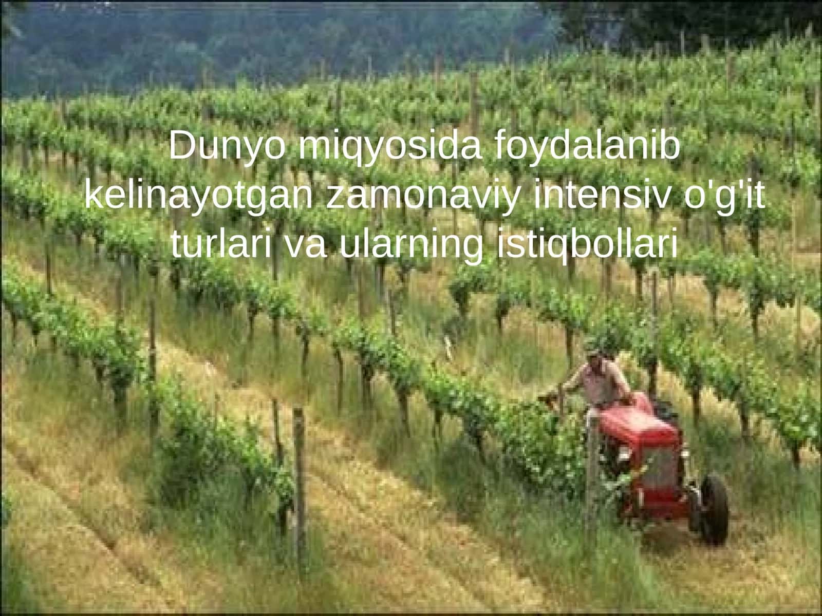 Zamonaviy intensiv o'g'itlar