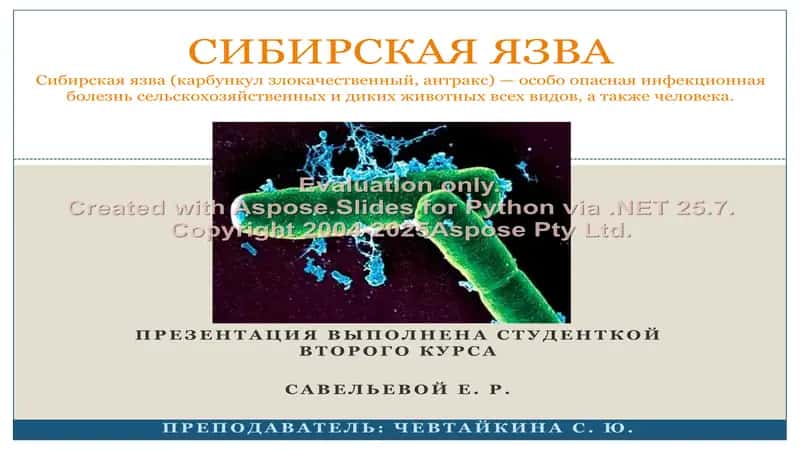 Сибирская язва