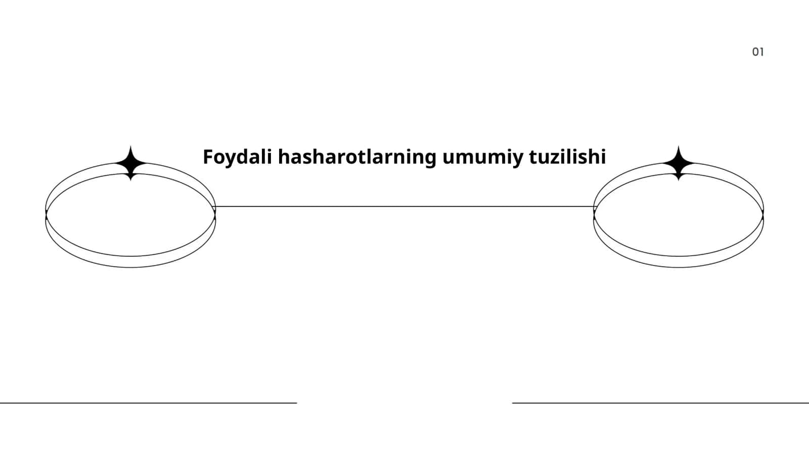 Foydali hasharotlarning morfologiyasi