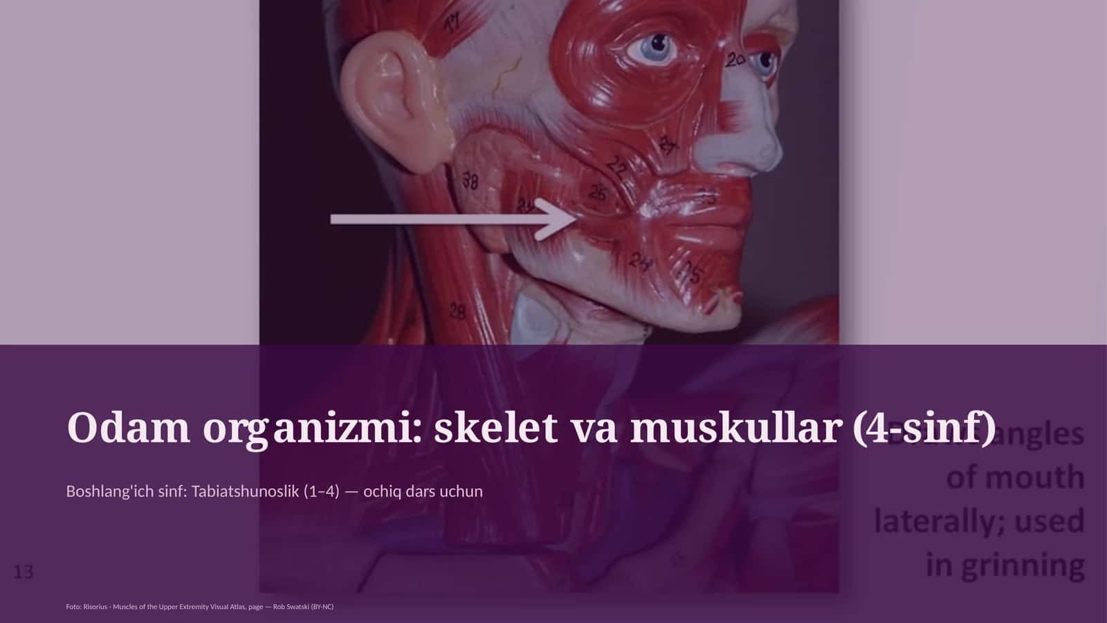 Odam organizmi: skelet va muskullar (4-sinf)