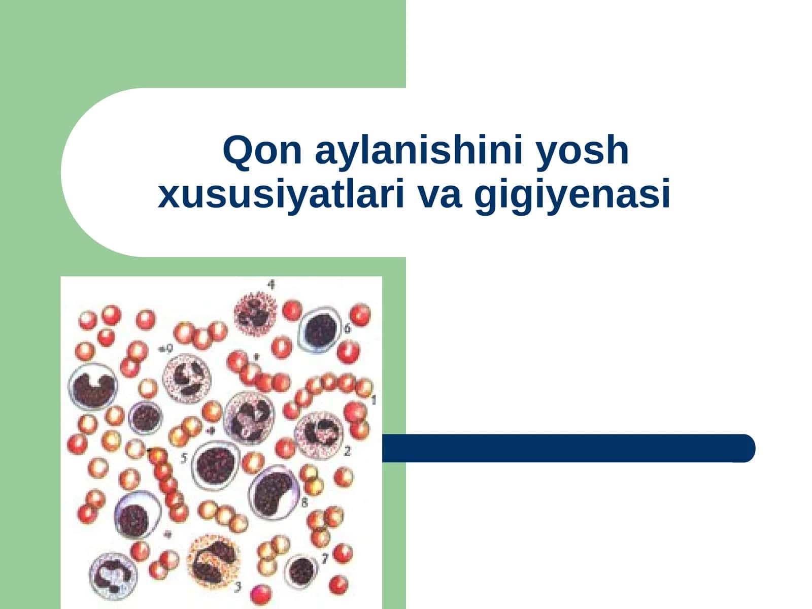 Qon aylanishini yosh xususiyatlariva gigiyenasi