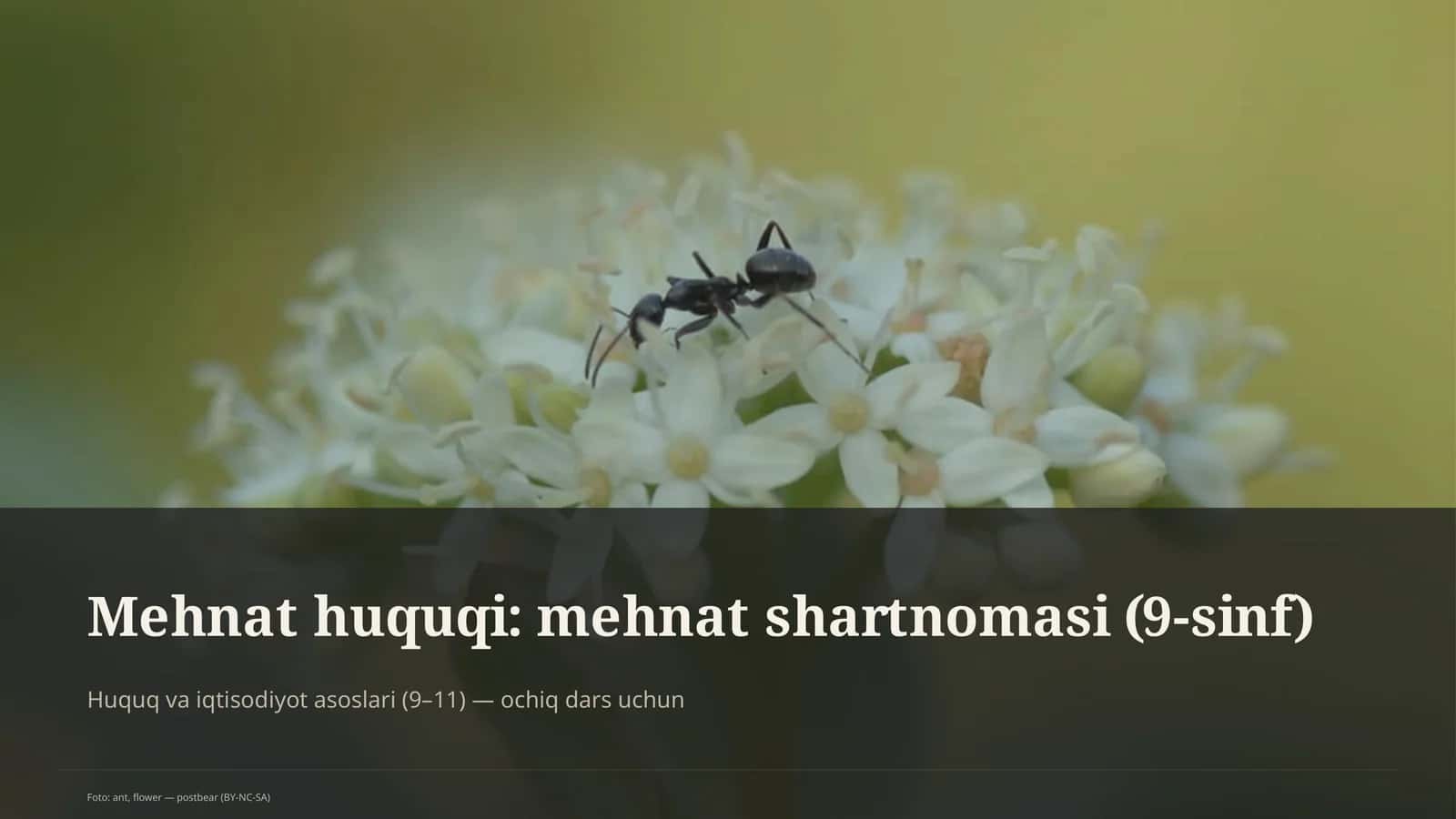 Mehnat huquqi: mehnat shartnomasi (9-sinf)