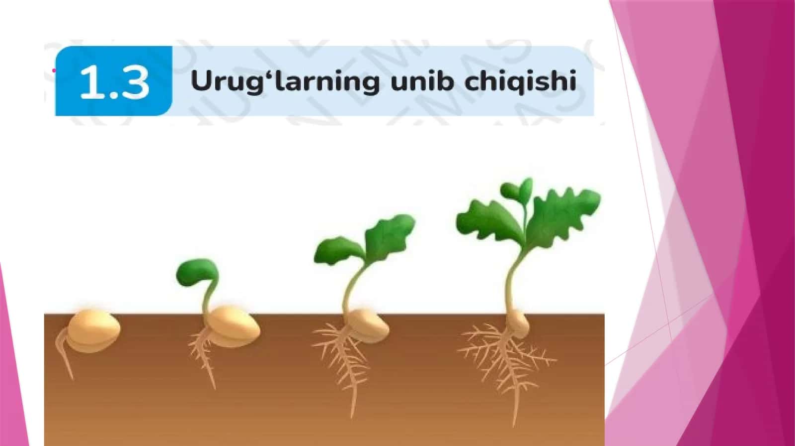 urugʻlarning unib chiqishi