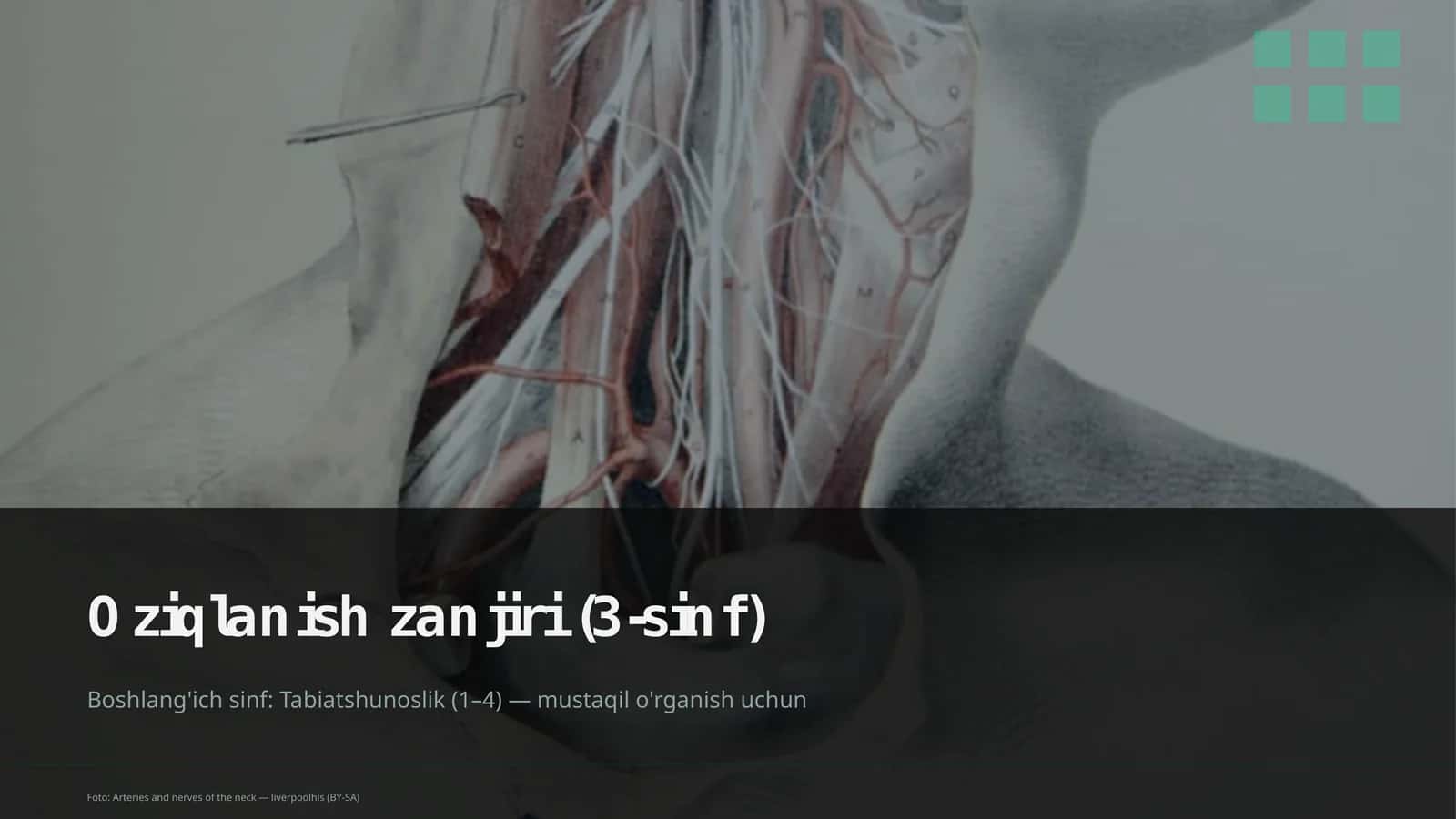 Oziqlanish zanjiri (3-sinf)