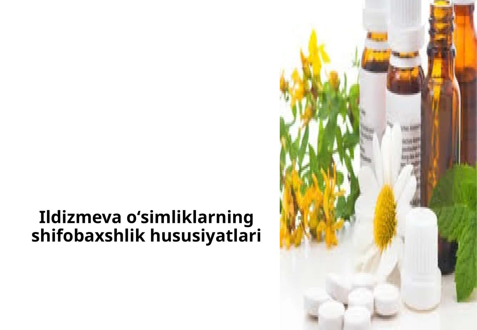 Ildizmeva o‘simliklarning shifobaxshlik hususiyatlari