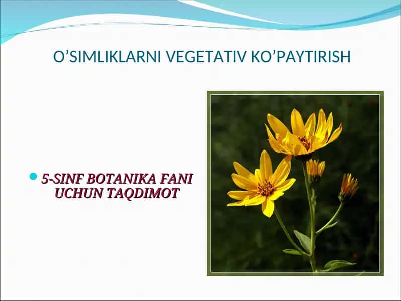 O’SIMLIKLARNI VEGETATIV KO’PAYTIRISH