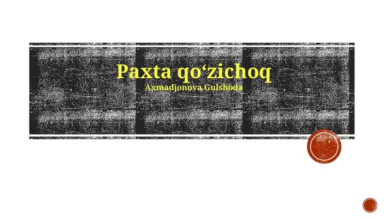 Paxta qoʻzichoq
