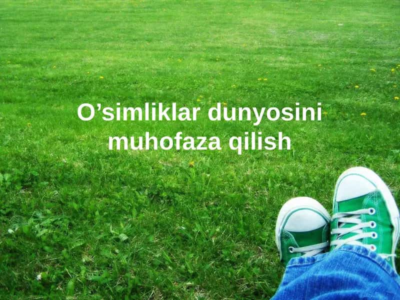 O'simliklar Dunyosi