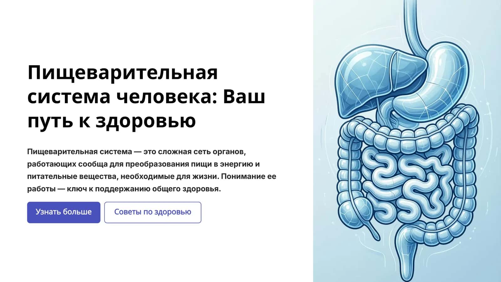 Пищеварительная система человека: Ваш путь к здоровью