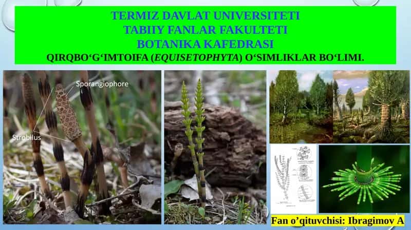 QIRQBO‘G‘IMTOIFA (EQUISETOPHYTA) O‘SIMLIKLAR BO‘LIMI