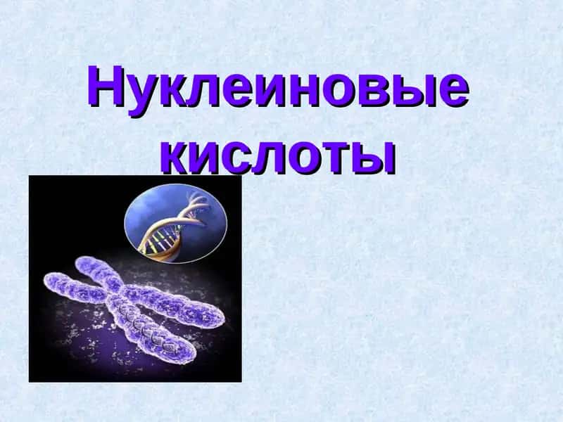 Нуклеиновые кислоты