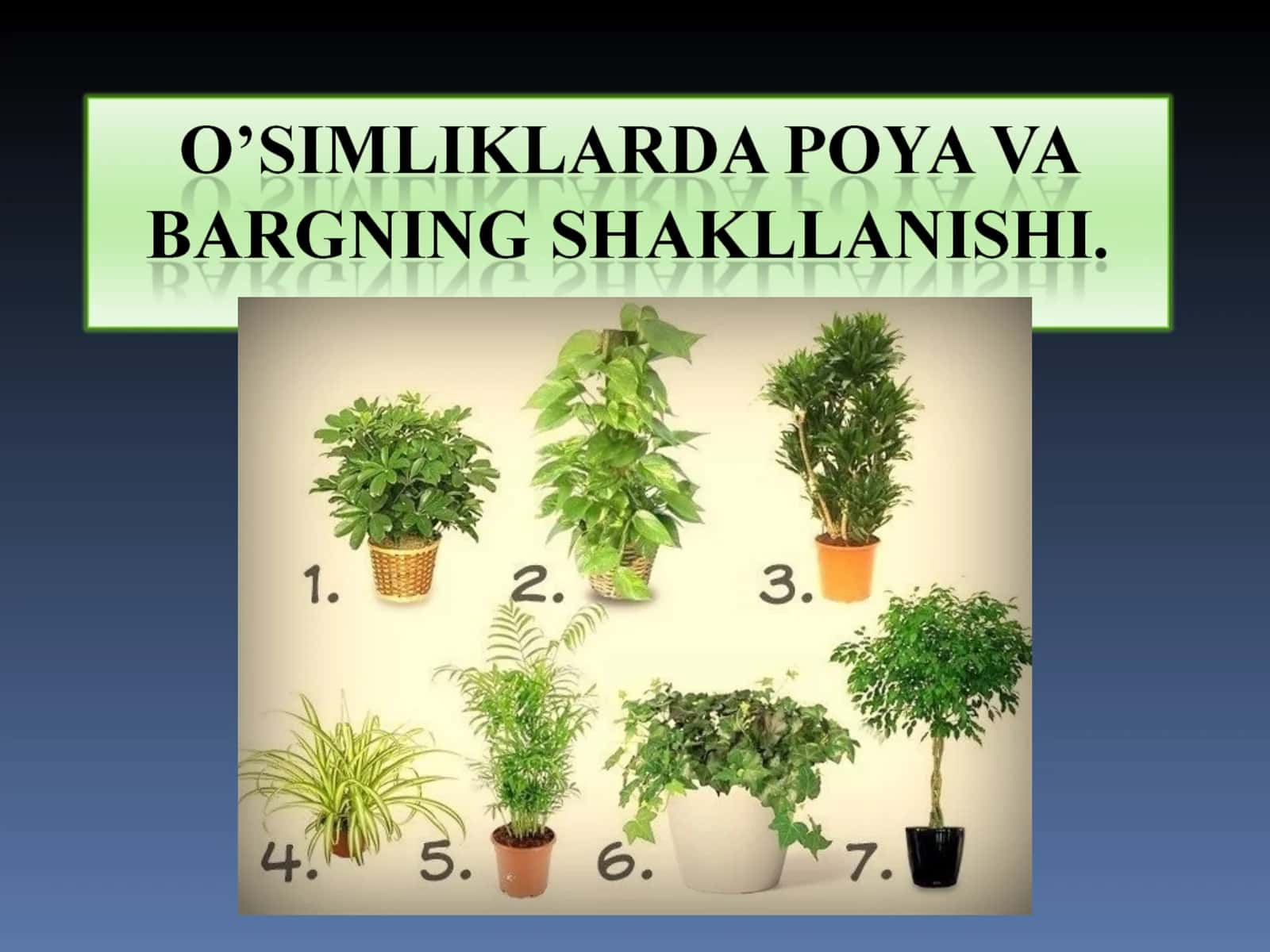 Poya, Barglar bilan birga o'suvchi o'simliklar muddati
