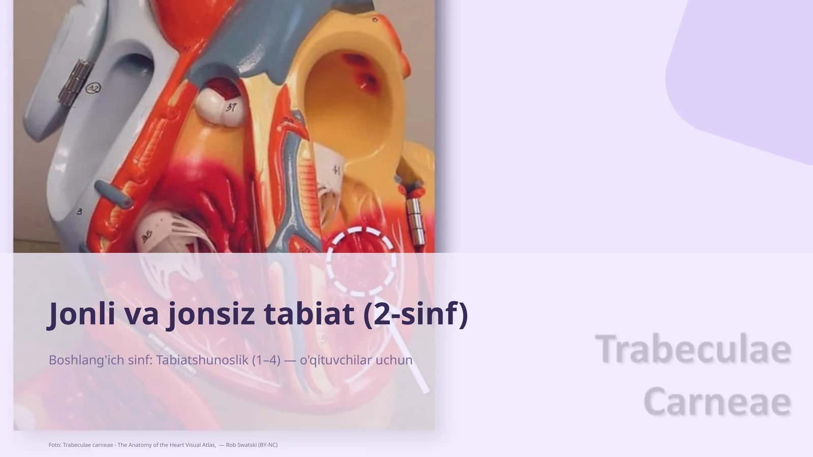 Jonli va jonsiz tabiat (2-sinf)