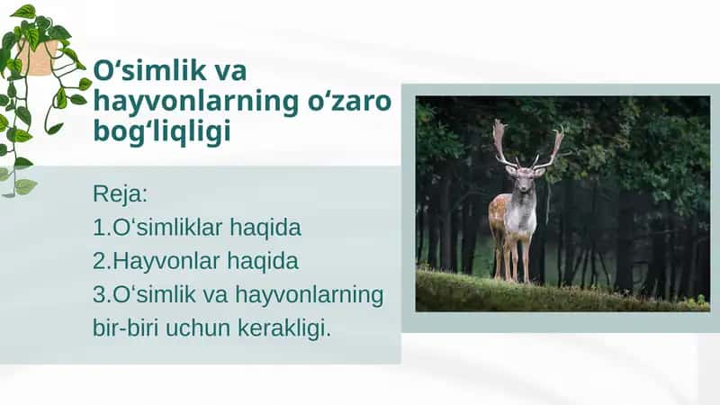 Oʻsimlik va hayvonlarning oʻzaro bogʻliqligi