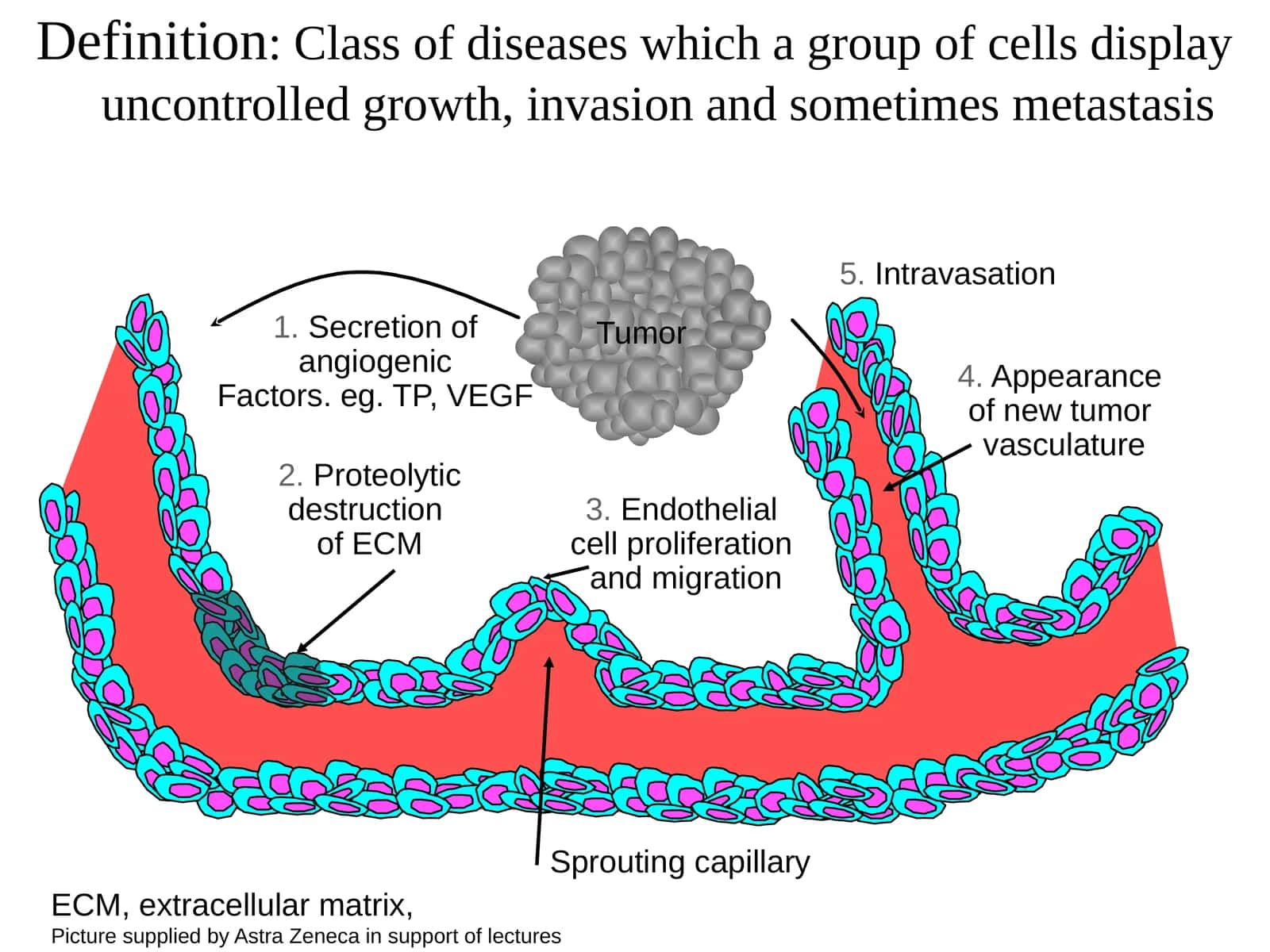 Class of diseases which a group of cells display uncontrolled growth, invasion and sometimes metastasis