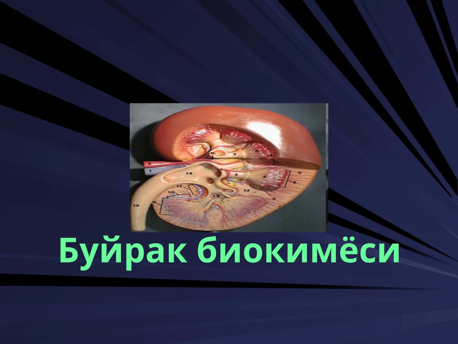 Буйрак биокимёси