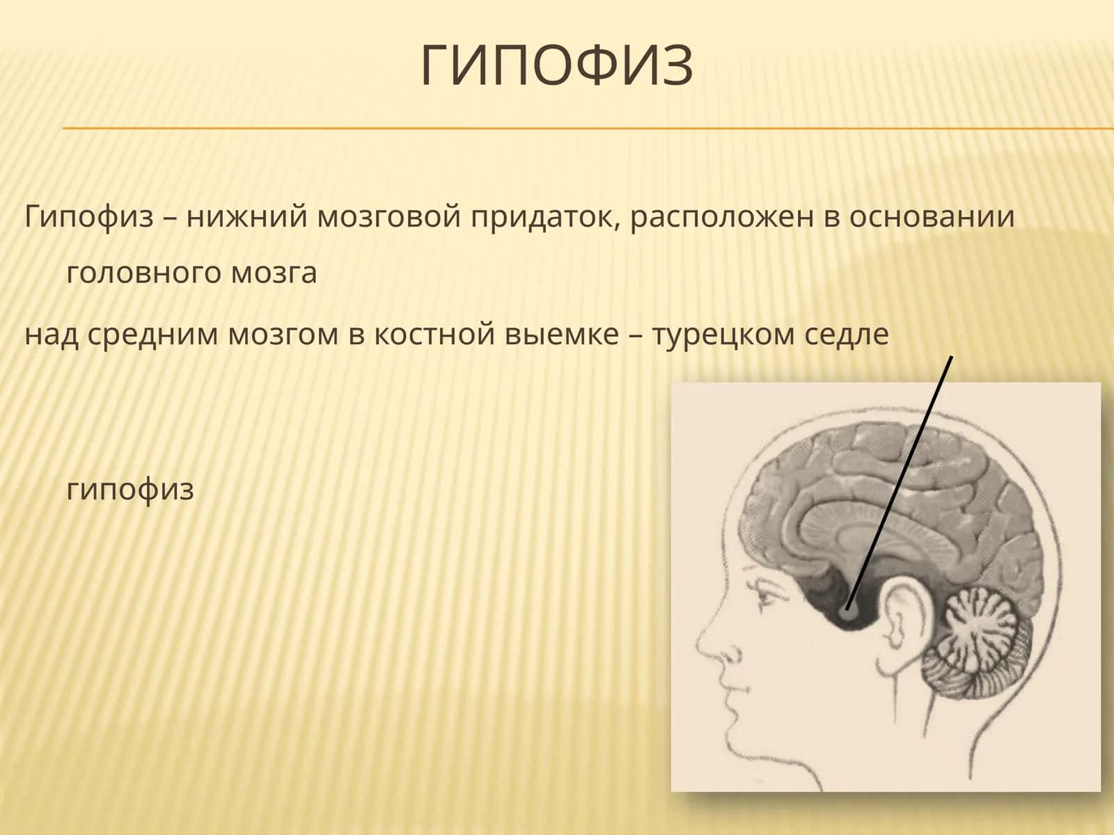 Гипофиз