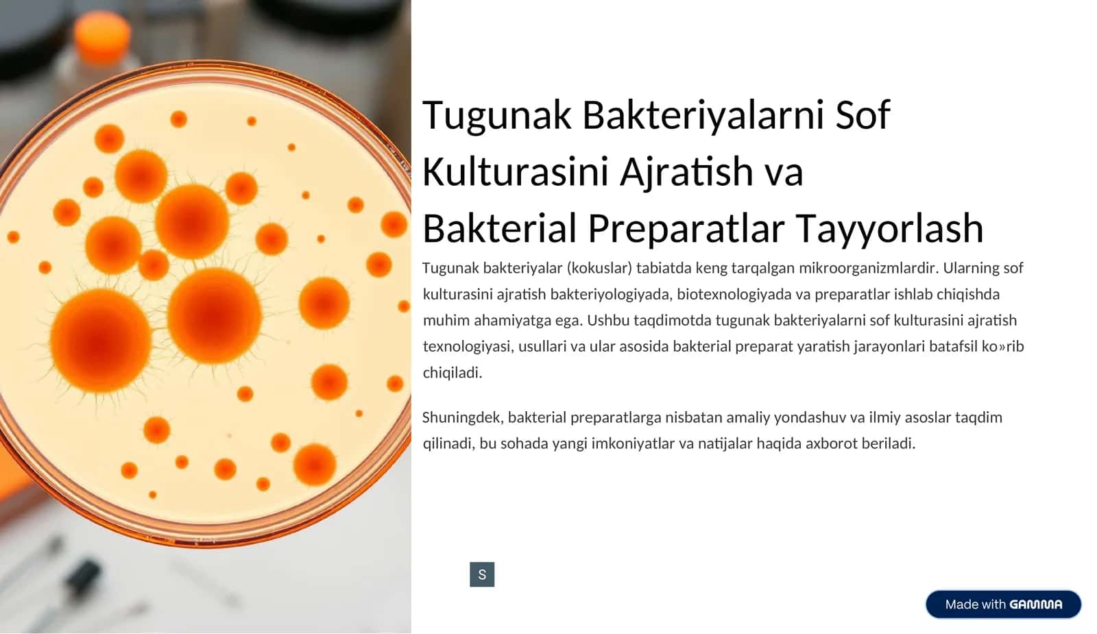 Tugunak Bakteriyalarni Sof Kulturasini Ajratish va Bakterial Preparatlar Tayyorlash