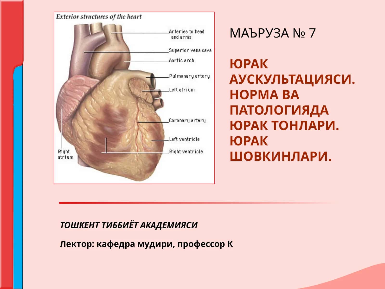 МАЪРУЗА №7 ЮРАК АУСКУЛЬТАЦИЯСИ. НОРМА ВА ПАТОЛОГИЯДА ЮРАК ТОНЛАРИ. ЮРАК ШОВКИНЛАРИ