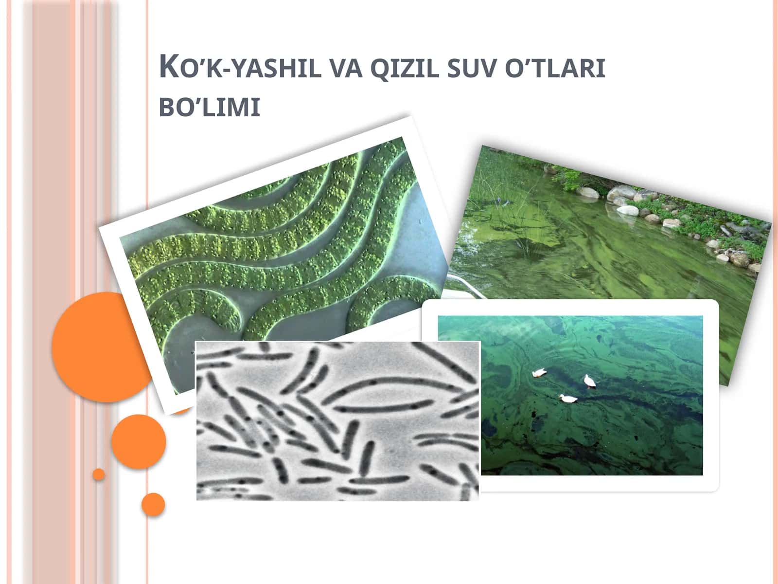 Ko’k-yashil va qizil suv o’tlari bo’limi