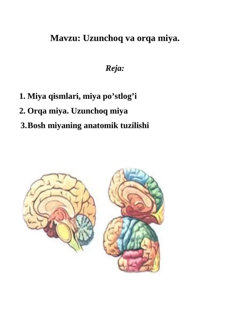 Orqa Miya. Uzunchoq va orqa miya.