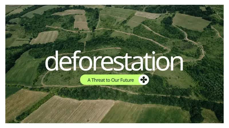 Deforestation: A Threat to Our Future