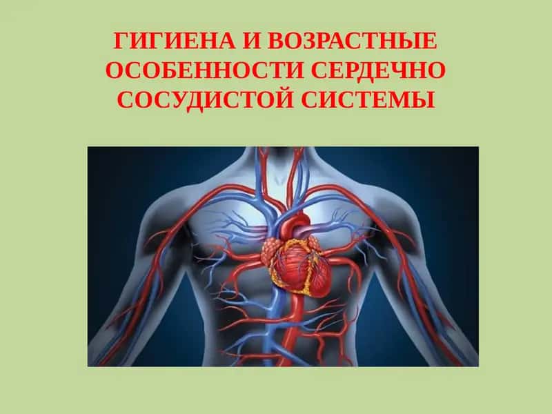 ГИГИЕНА И ВОЗРАСТНЫЕ ОСОБЕННОСТИ СЕРДЕЧНО СОСУДИСТОЙ СИСТЕМЫ