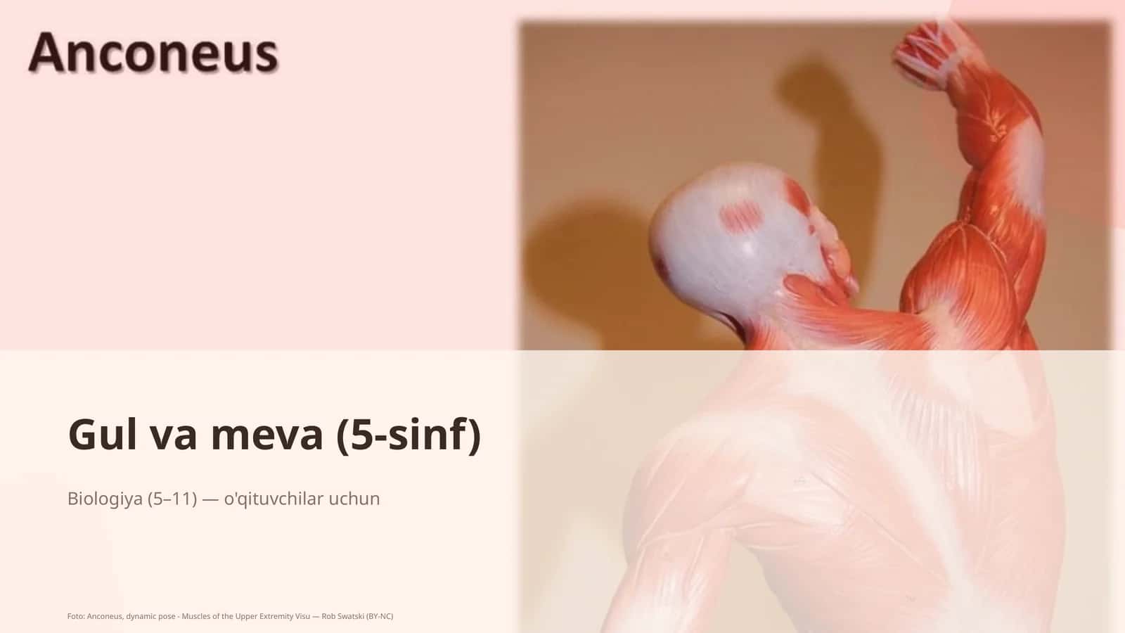 Gul va meva (5-sinf)