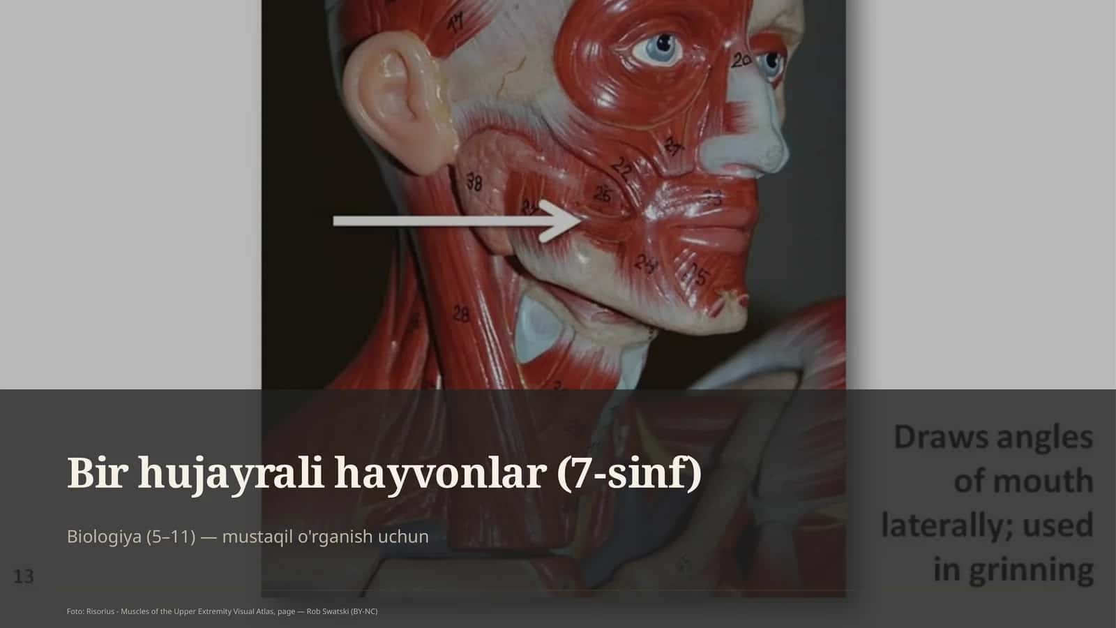 Bir hujayrali hayvonlar (7-sinf)