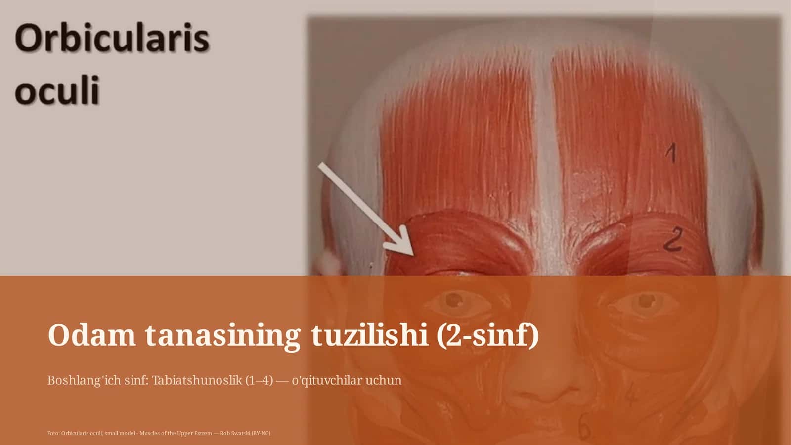 Odam tanasining tuzilishi (2-sinf)