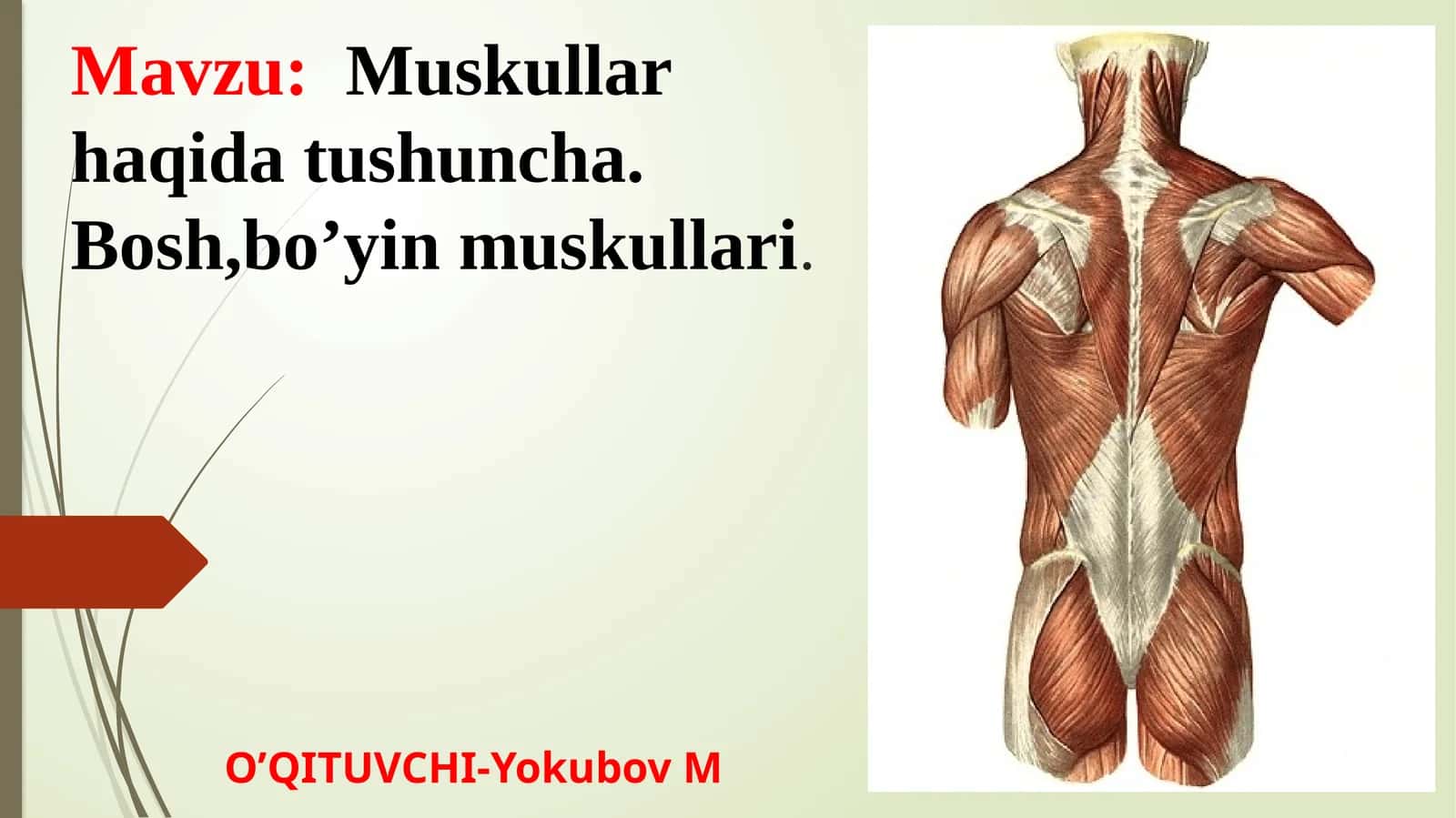 Bo‘yinmushaklari va fassiyalari