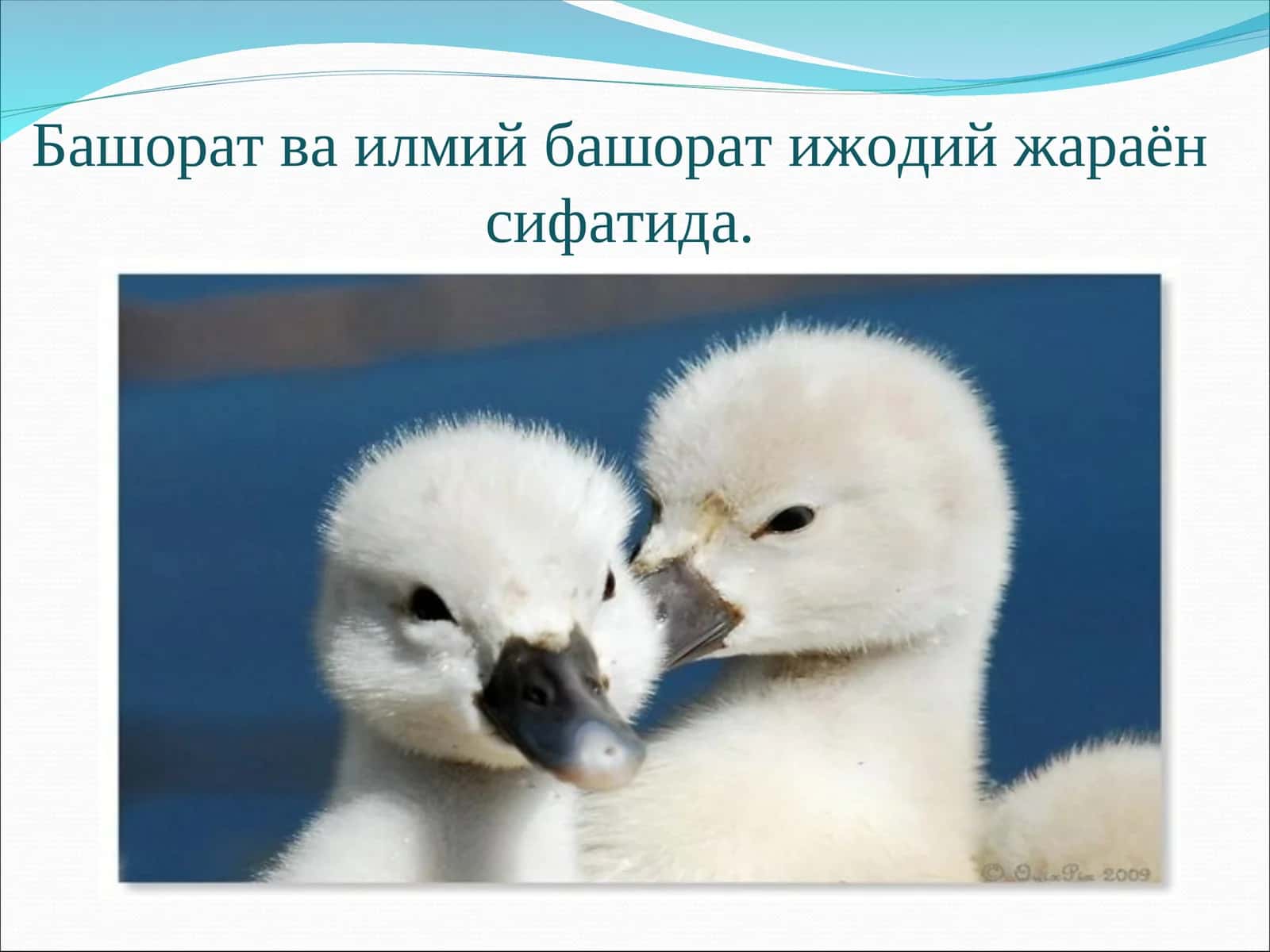 Башорат