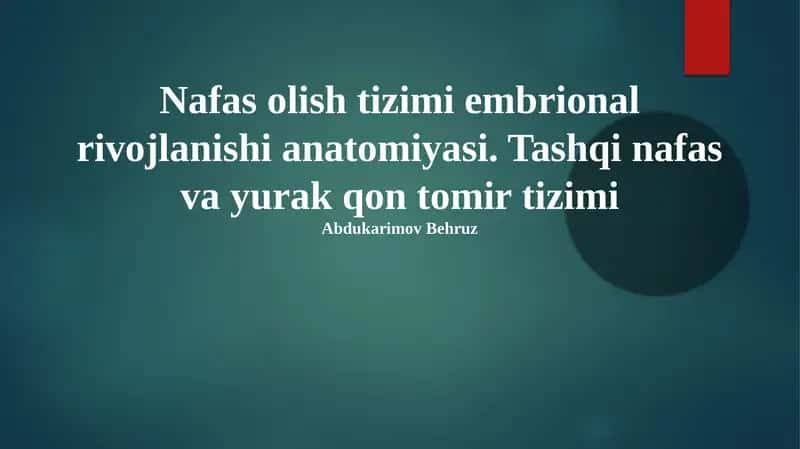 Nafas olish va yurak-qon tomir tizimi anatomiyasi