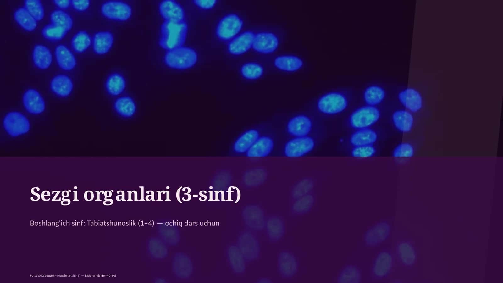 Sezgi organlari (3-sinf)