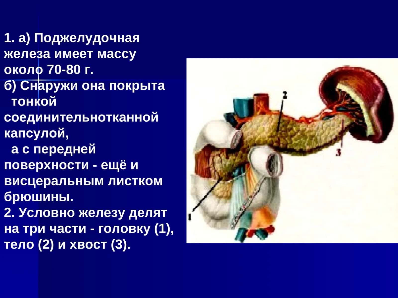 Поджелудочная железа