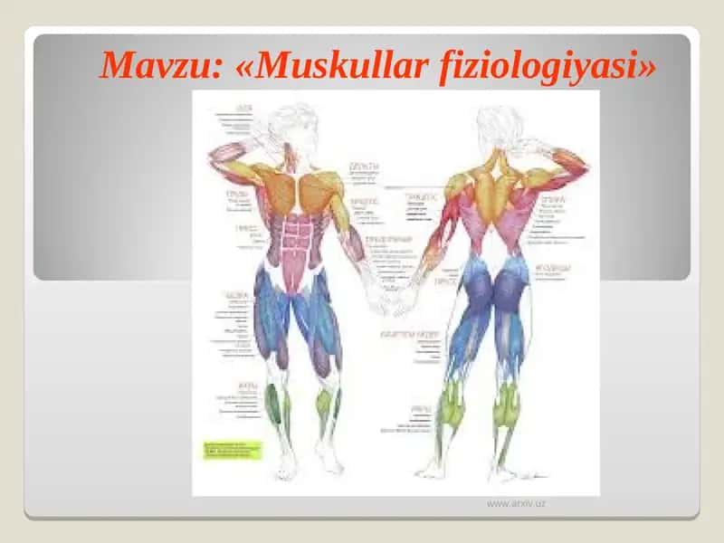 Muskullar fiziologiyasi