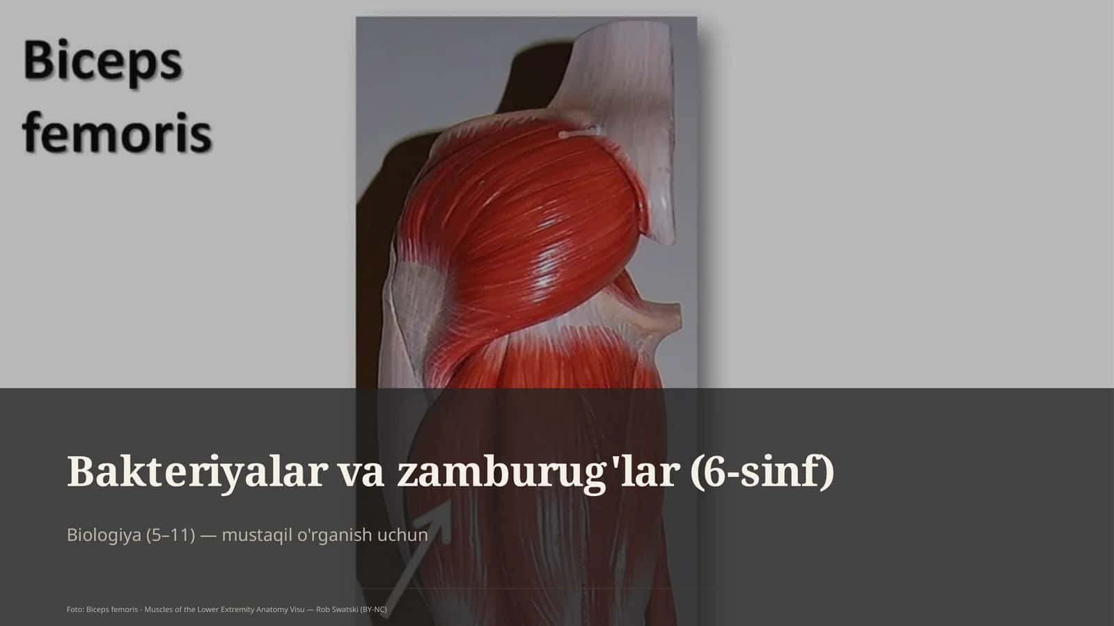 Bakteriyalar va zamburug'lar (6-sinf)