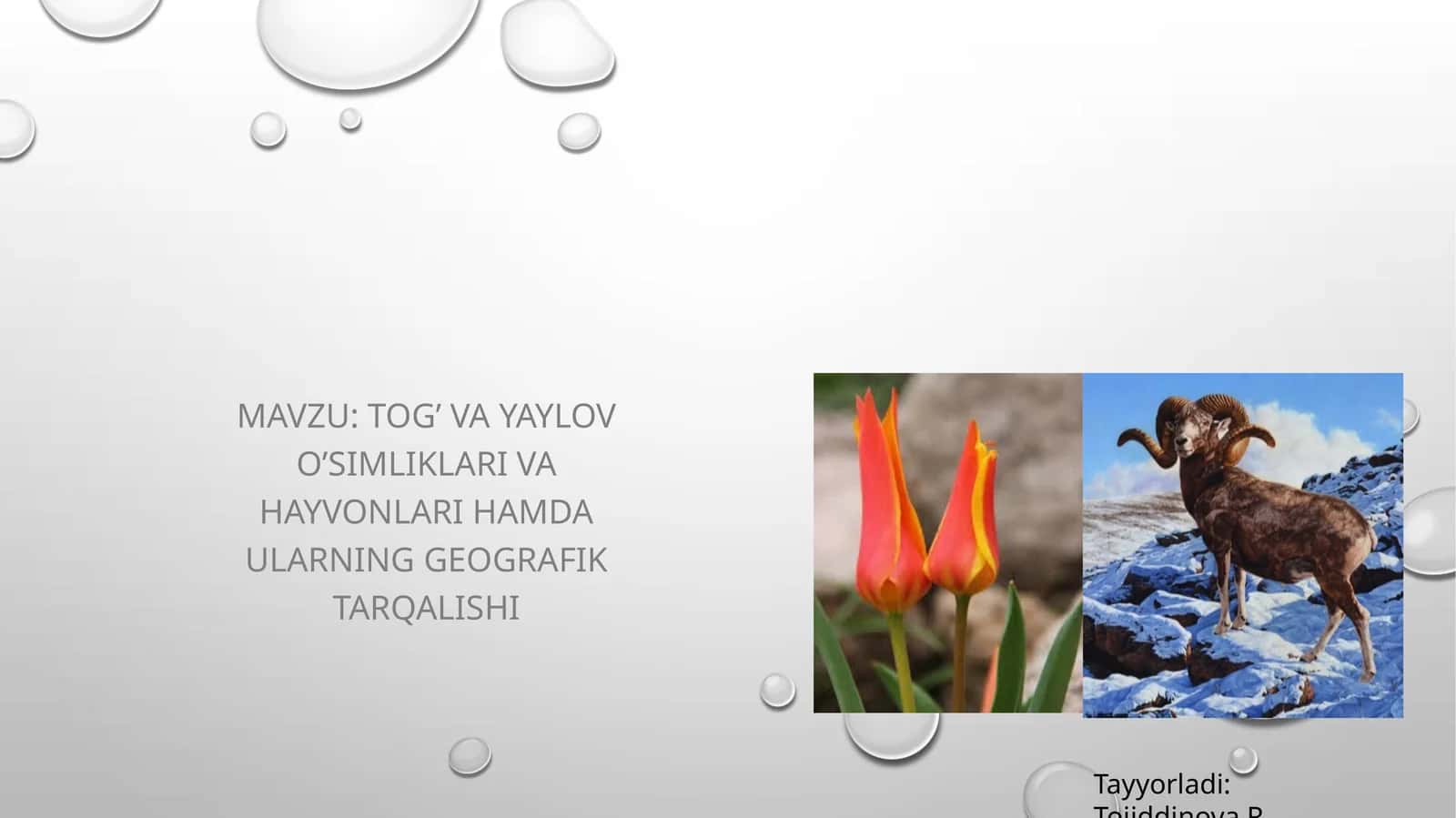 tog’ va yaylov o’simliklari va hayvonlari hamda ularning geografik tarqalishi
