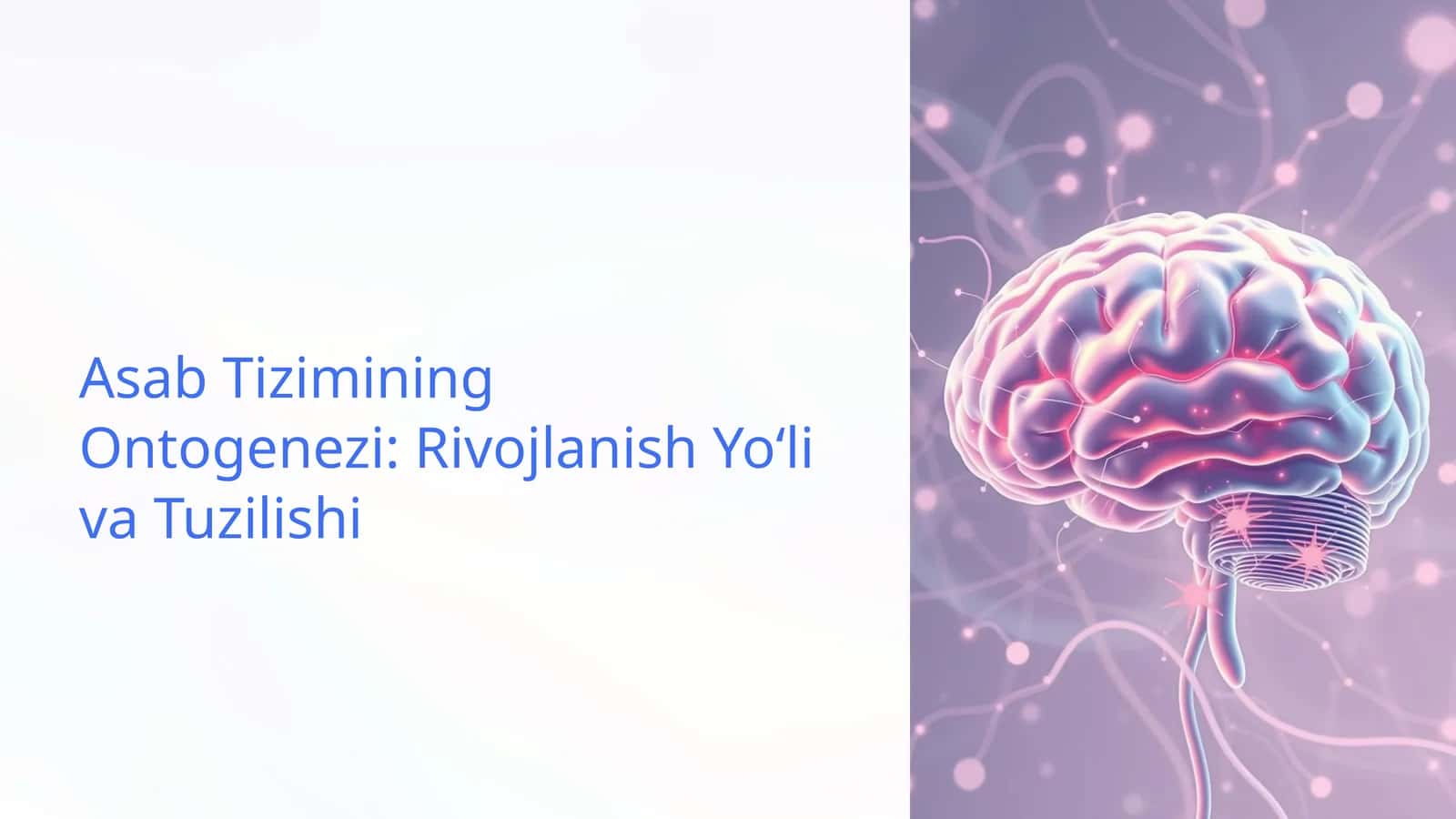 Asab Tizimining Ontogenezi: Rivojlanish Yoʻli va Tuzilishi