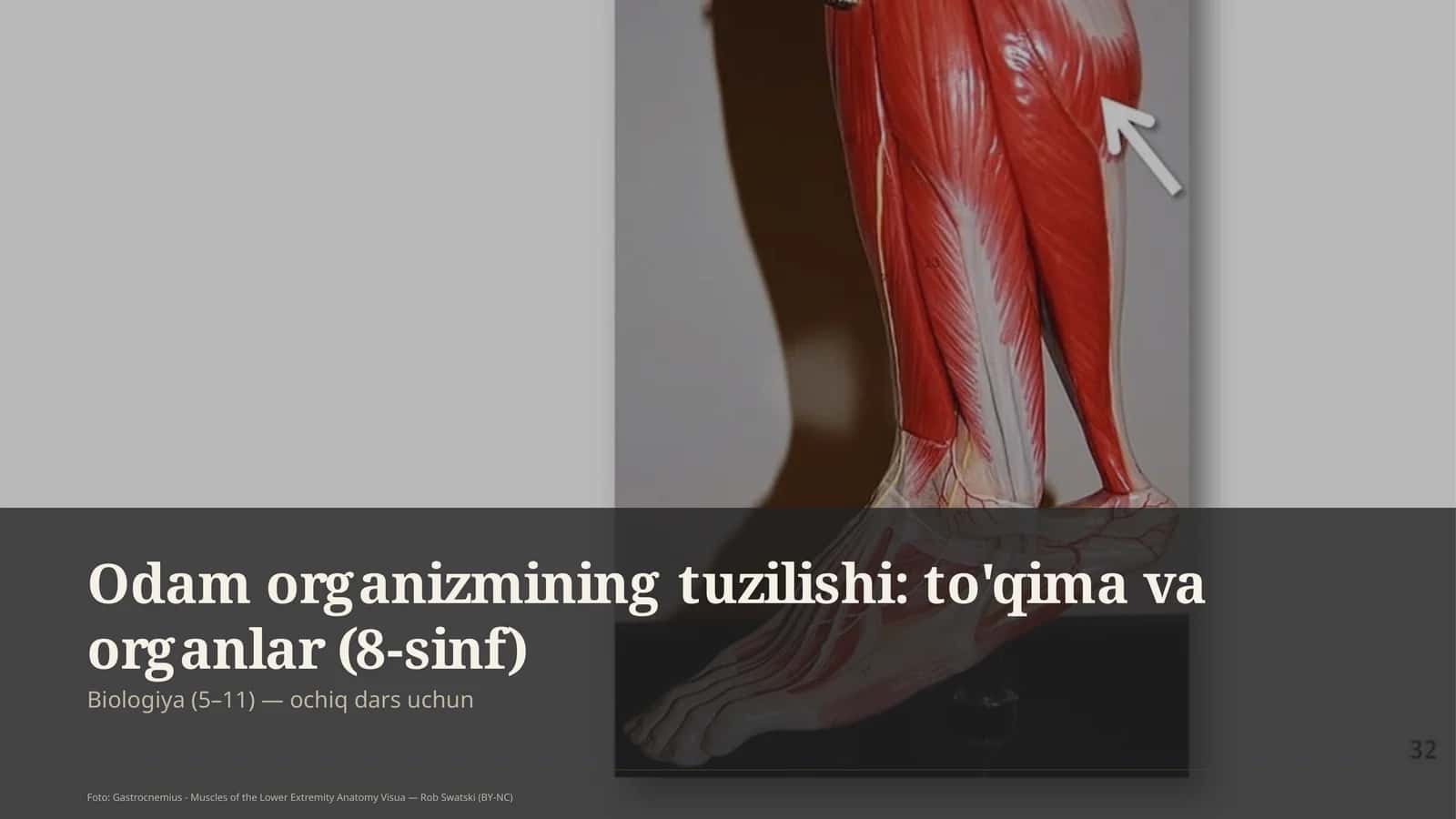 Odam organizmining tuzilishi: to'qima va organlar (8-sinf)