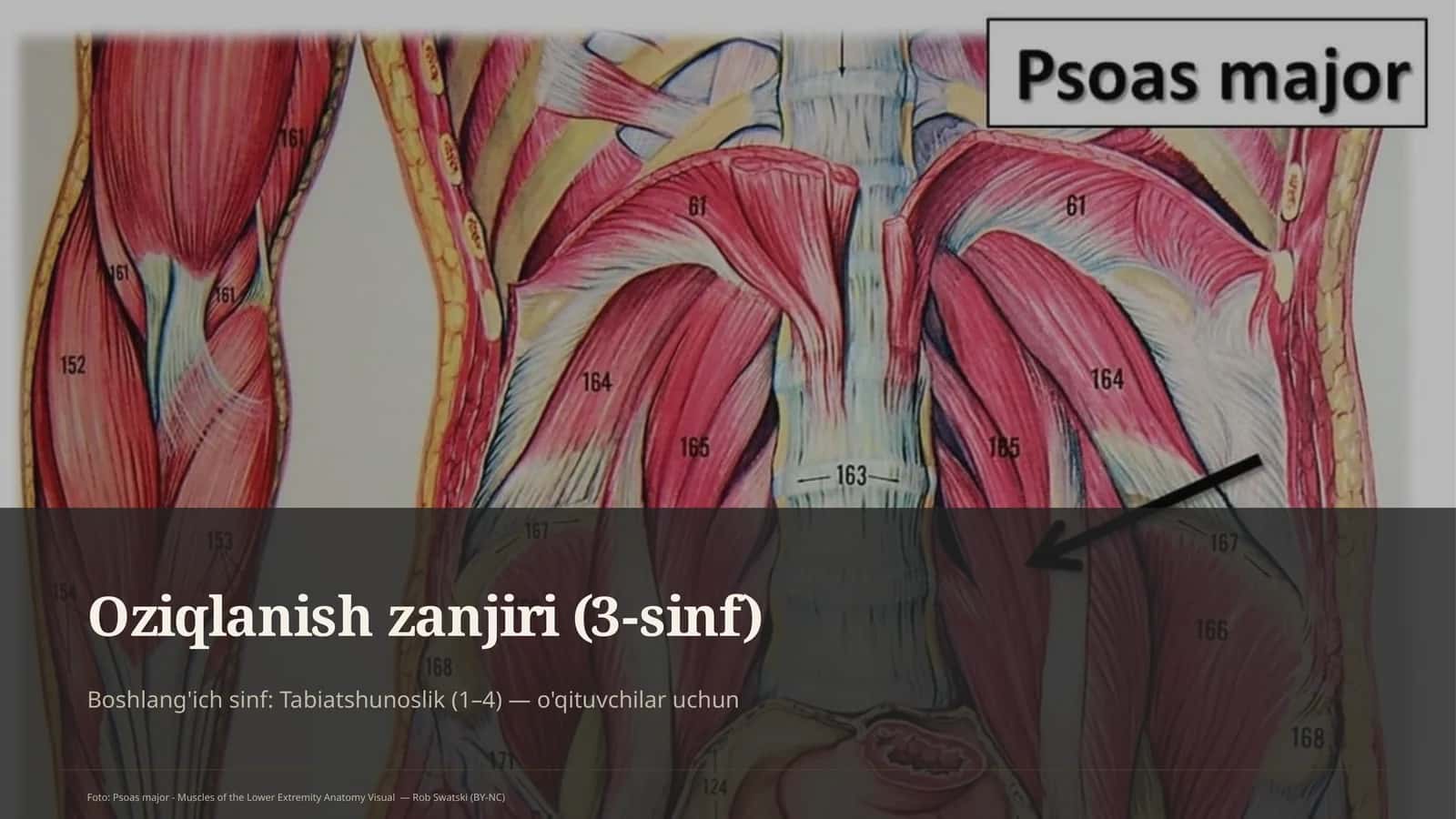Oziqlanish zanjiri (3-sinf)