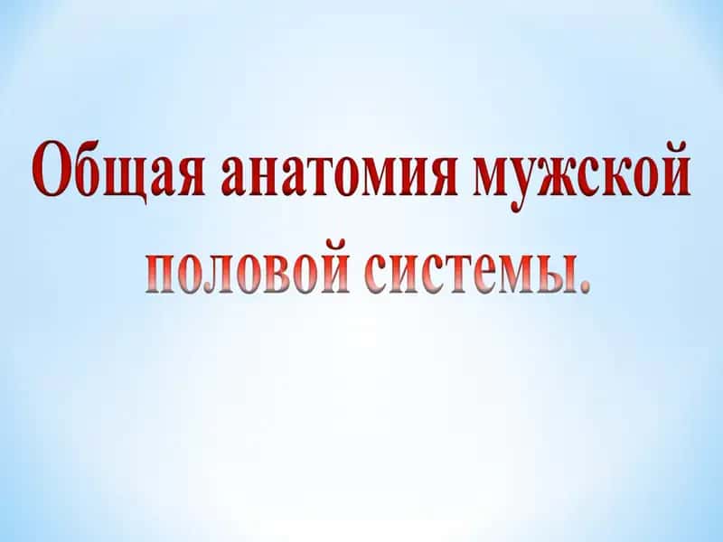 Мужское половое здоровье