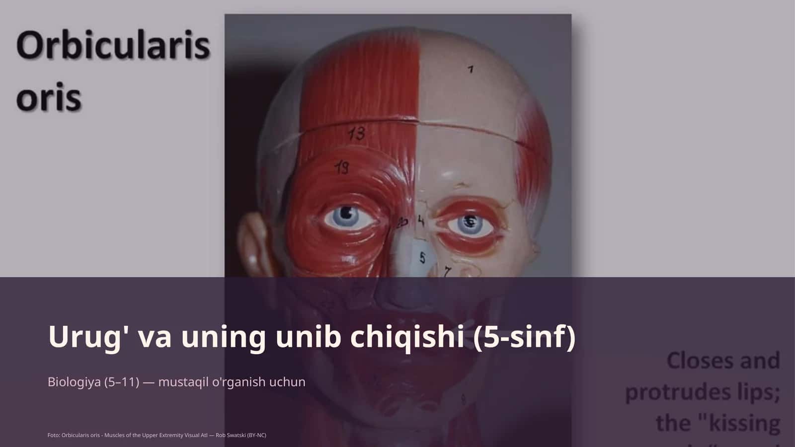 Urug' va uning unib chiqishi (5-sinf)