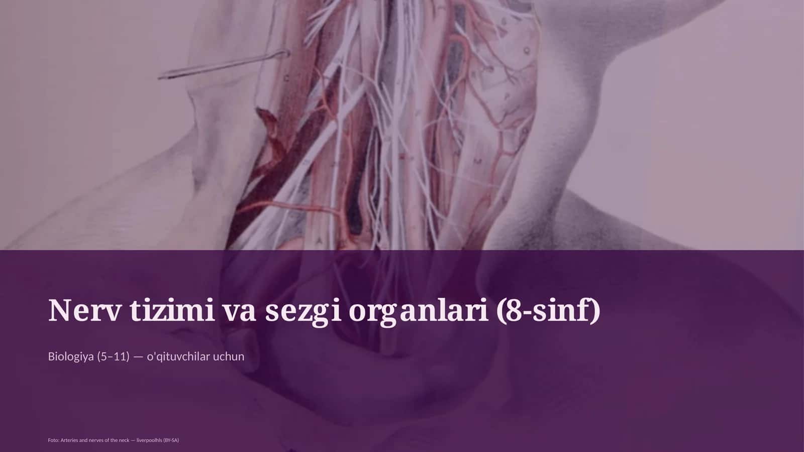 Nerv tizimi va sezgi organlari (8-sinf)