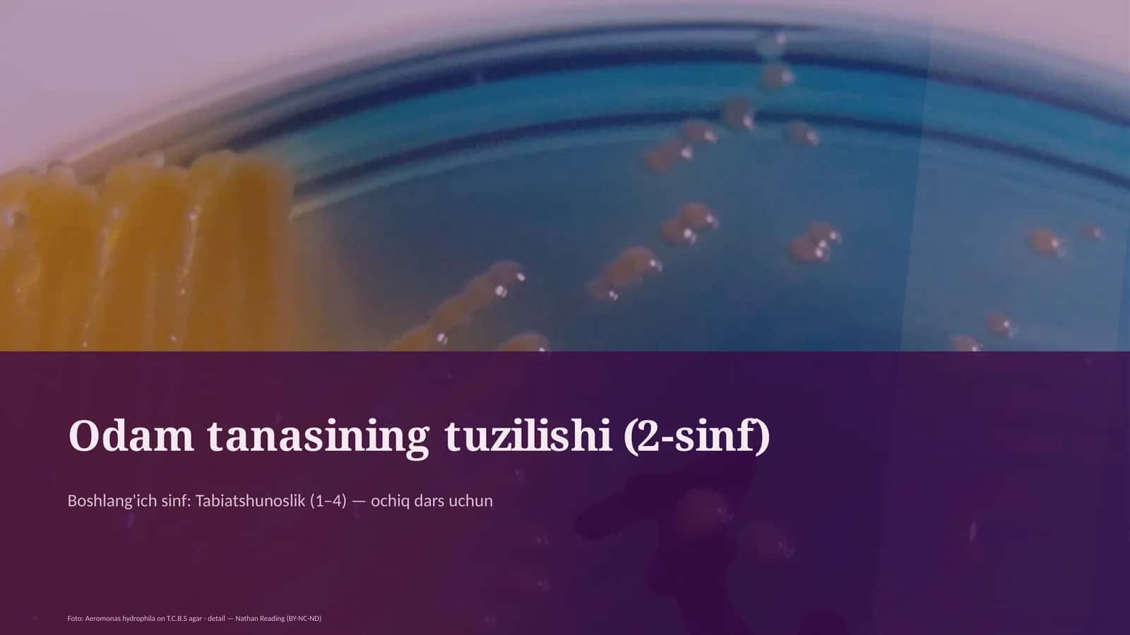 Odam tanasining tuzilishi (2-sinf)