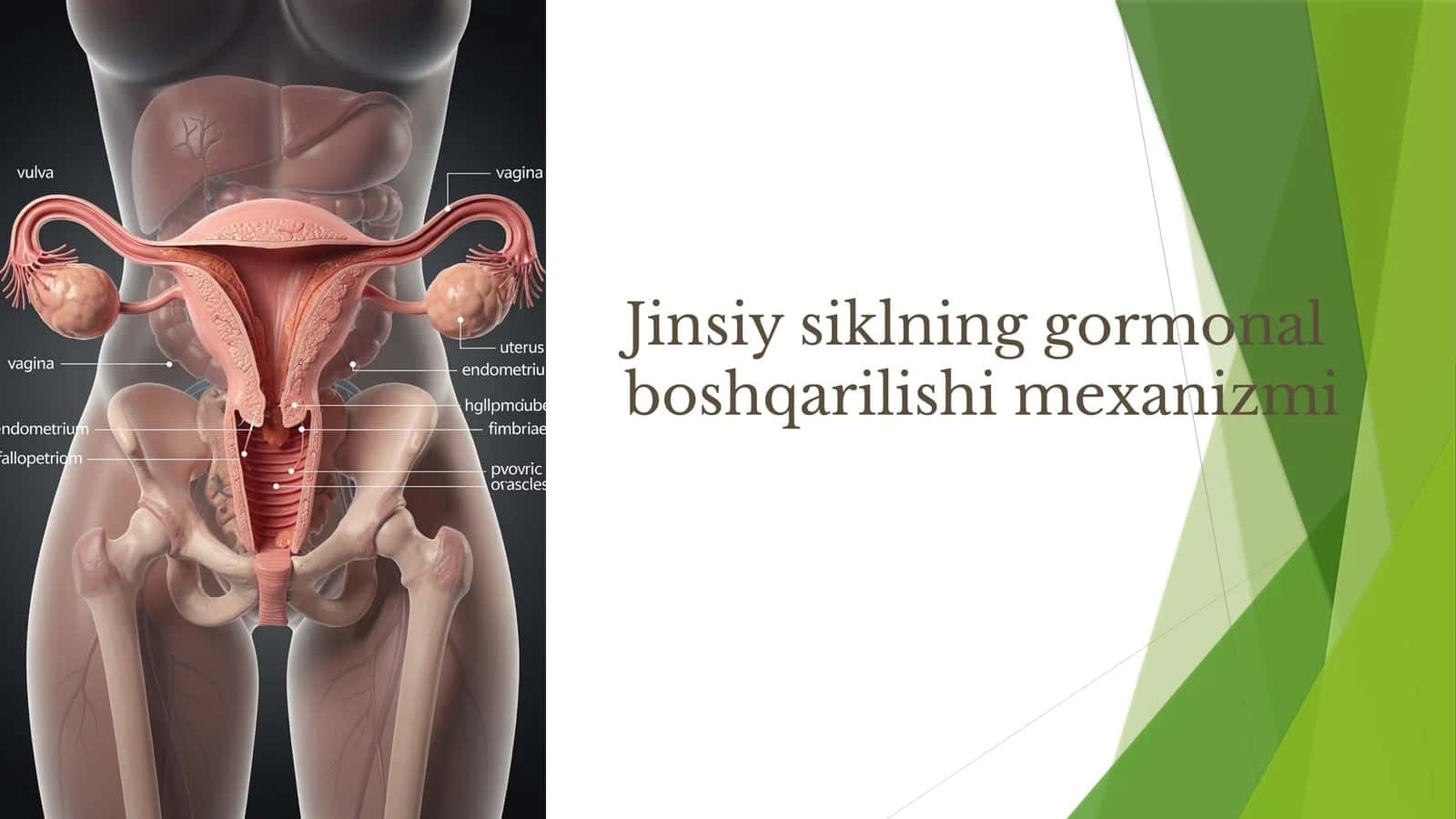 Jinsiy siklning gormonal boshqarilishi mexanizmi