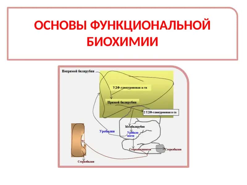 ОСНОВЫ ФУНКЦИОНАЛЬНОЙ БИОХИМИИ