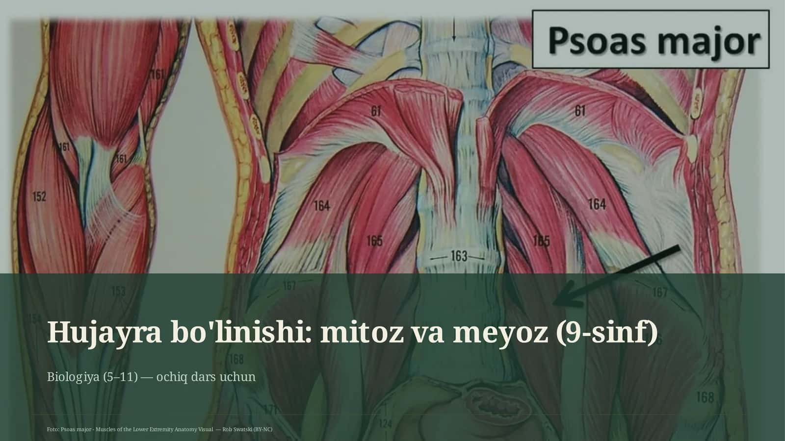 Hujayra bo'linishi: mitoz va meyoz (9-sinf)