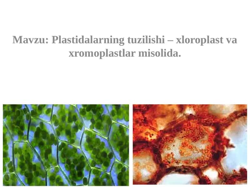 Plastidalarning tuzilishi – xloroplast va xromoplastlar misolida