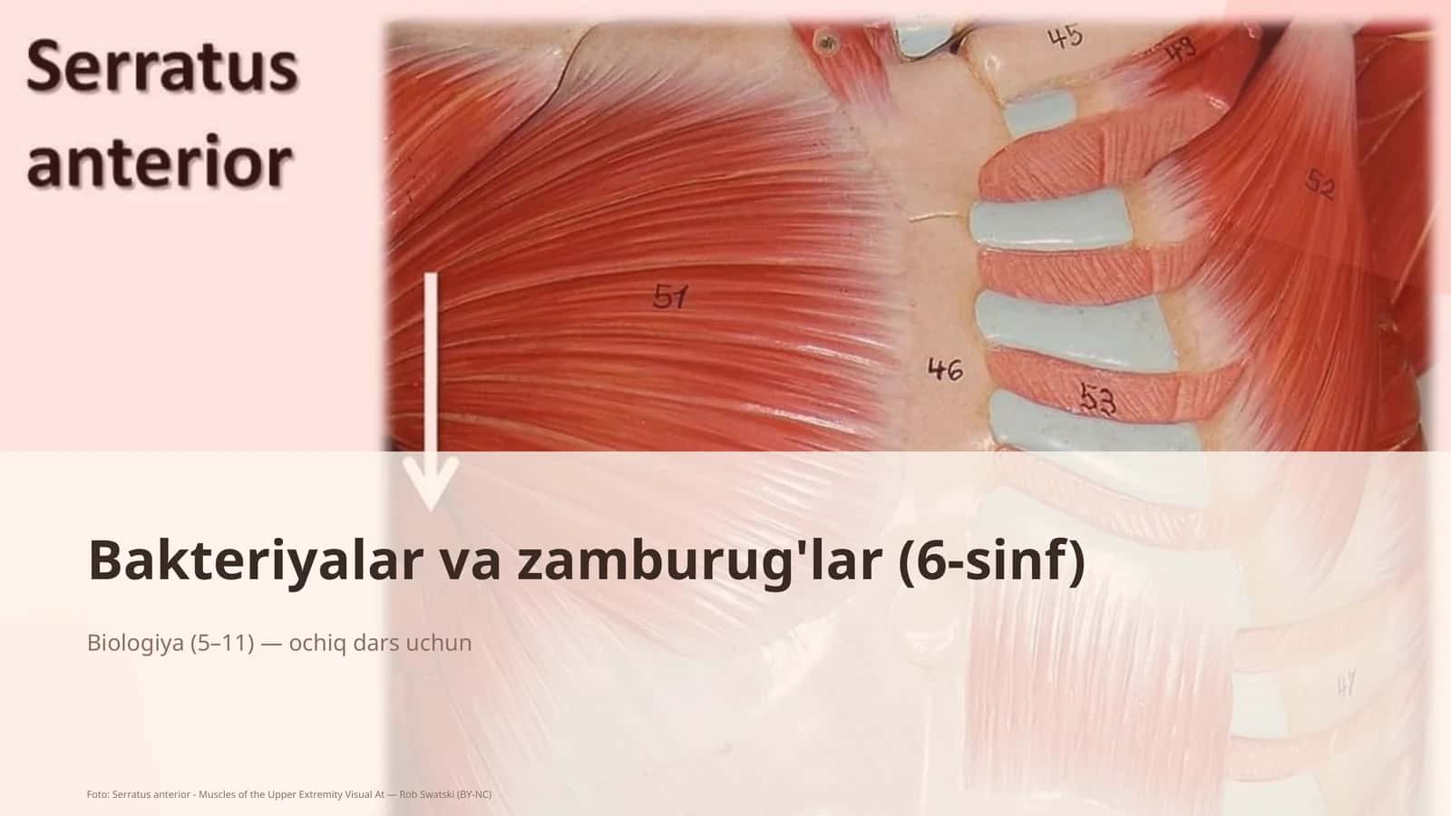 Bakteriyalar va zamburug'lar (6-sinf)